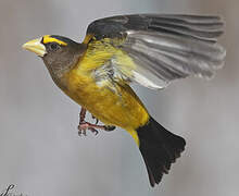 Evening Grosbeak