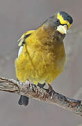 Evening Grosbeak