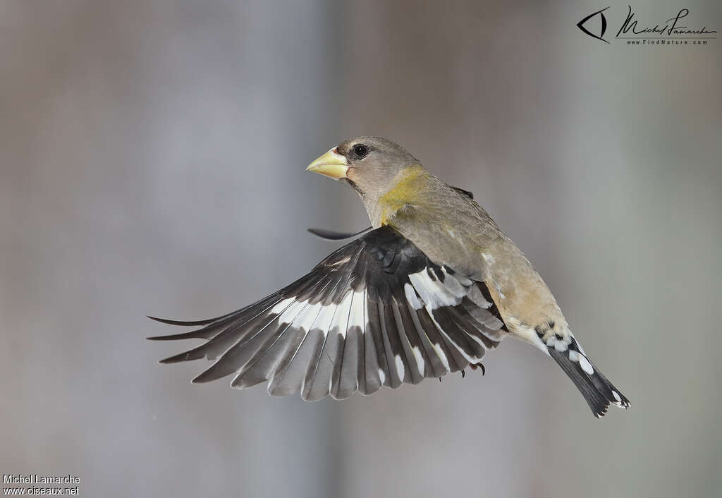 Evening Grosbeak female adult, Flight