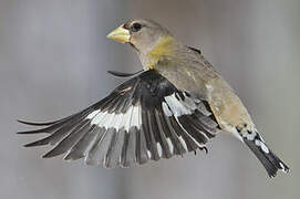 Evening Grosbeak