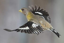 Evening Grosbeak