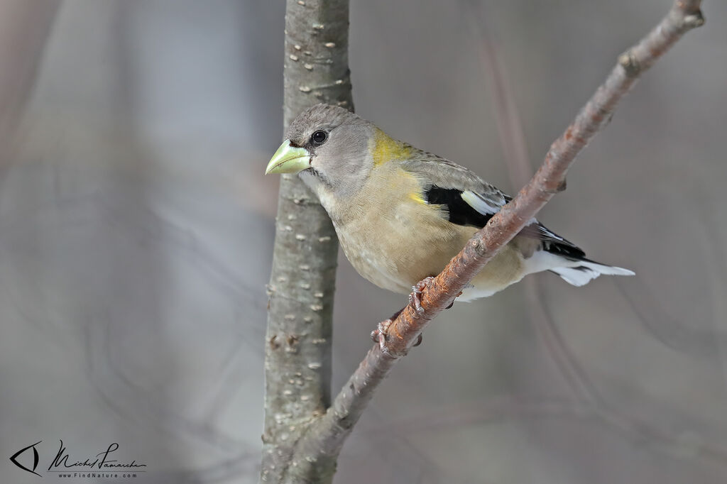 Evening Grosbeak female adult