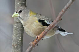 Evening Grosbeak