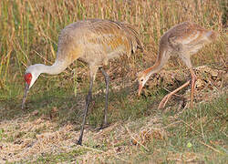 Sandhill Crane