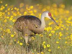 Sandhill Crane