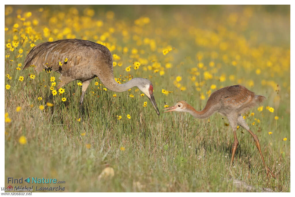 Sandhill Crane, habitat, pigmentation