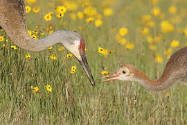 Sandhill Crane