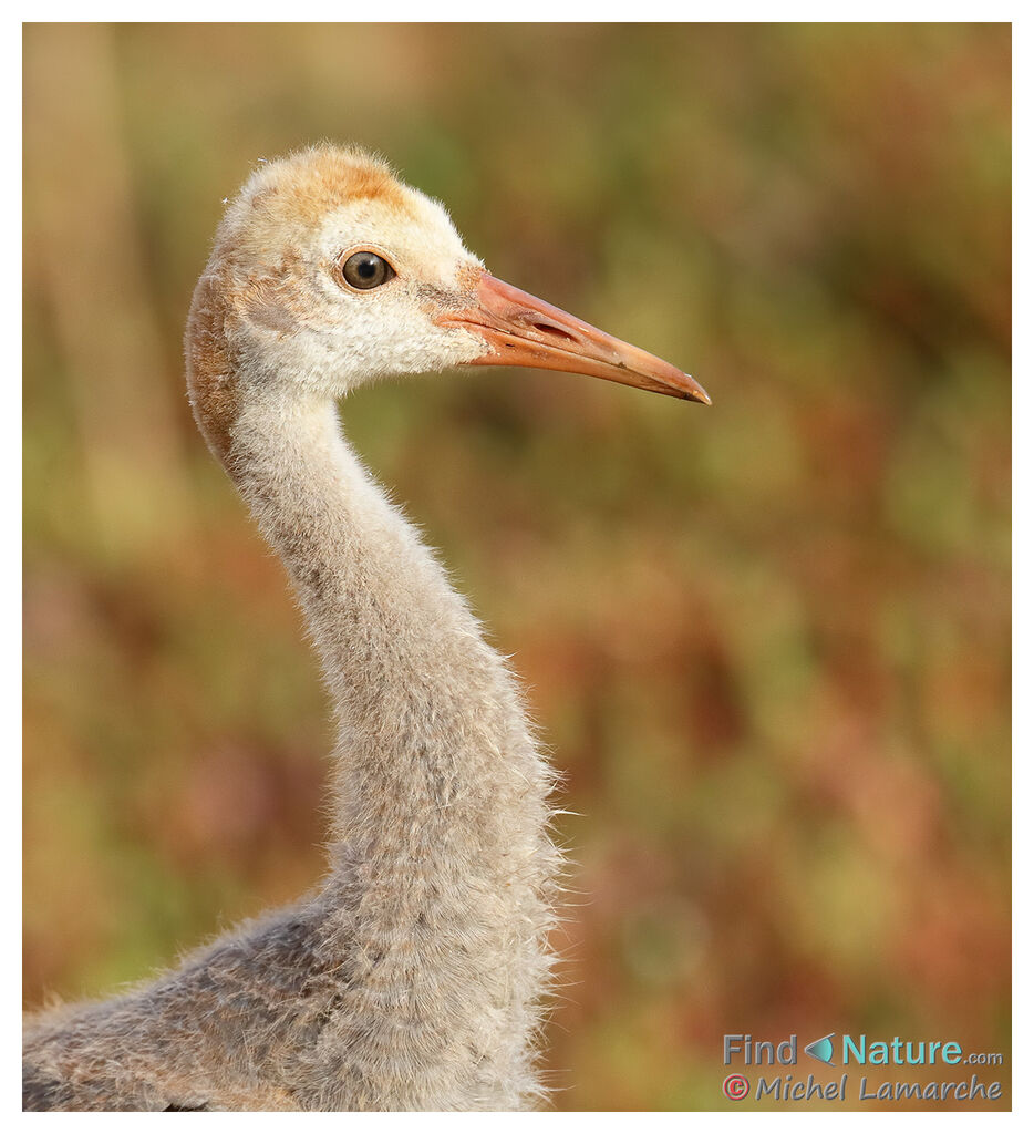 Sandhill Cranejuvenile