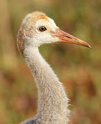 Sandhill Crane