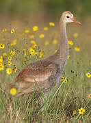 Sandhill Crane