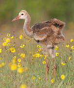 Sandhill Crane