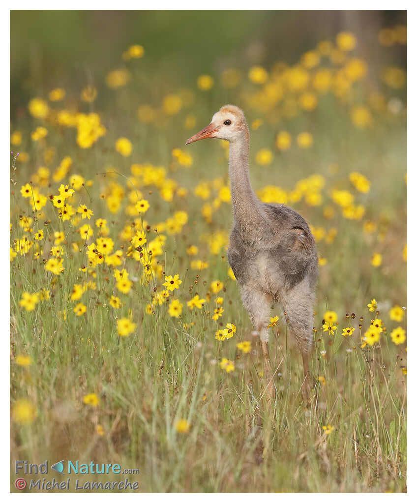 Sandhill Cranejuvenile