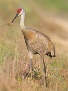 Sandhill Crane