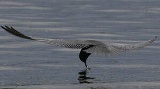 Black Tern