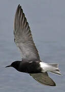 Black Tern