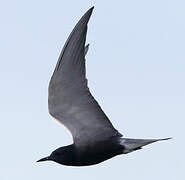 Black Tern