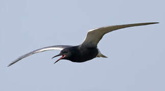 Black Tern