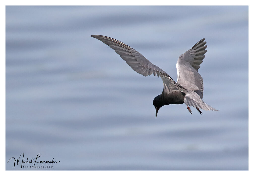 Guifette noireadulte nuptial