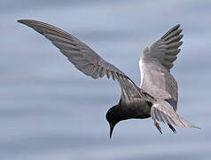 Black Tern