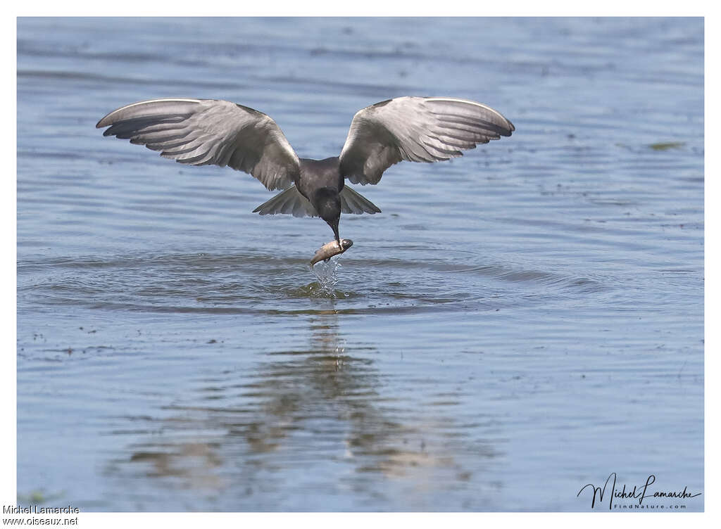 Black Tern, Flight, fishing/hunting