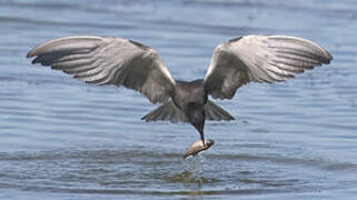 Black Tern