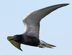 Black Tern