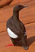 Black Guillemot