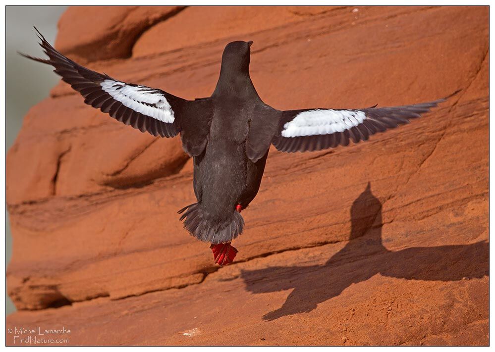 Black Guillemot, Flight