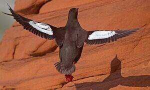 Black Guillemot