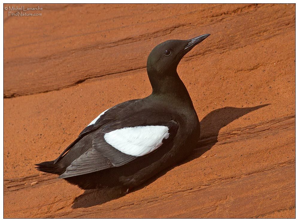 Guillemot à miroiradulte, identification