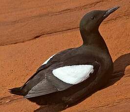 Guillemot à miroir