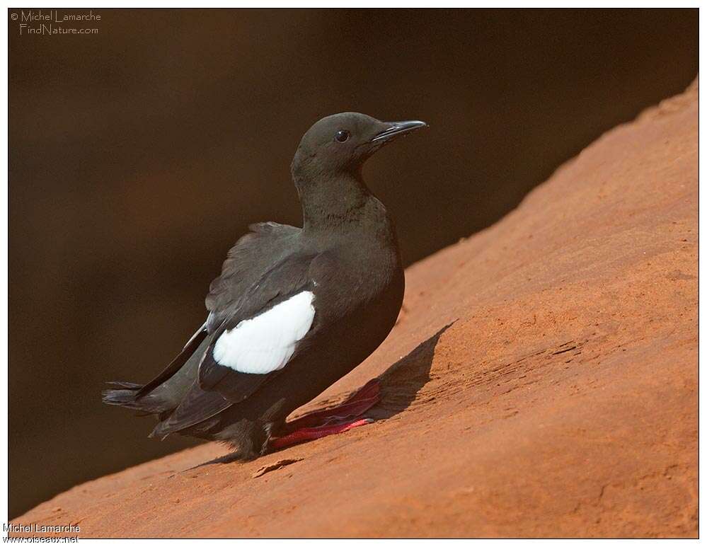 Guillemot à miroir, identification