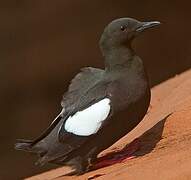 Guillemot à miroir