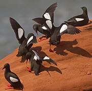 Guillemot à miroir