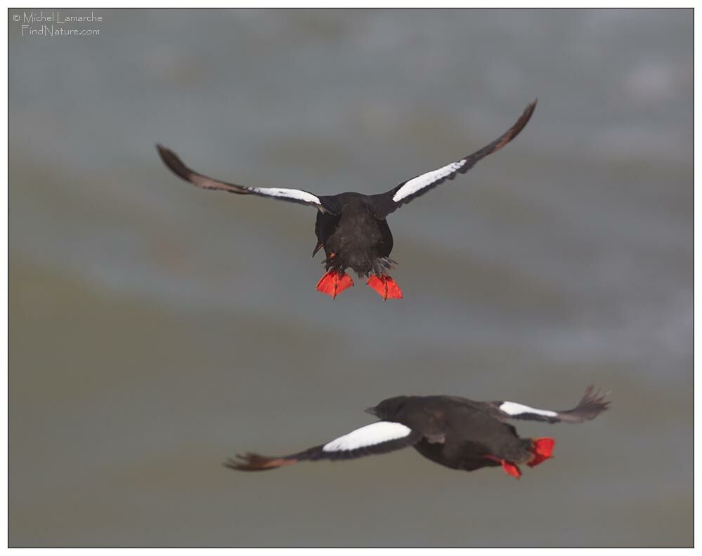 Guillemot à miroir, Vol