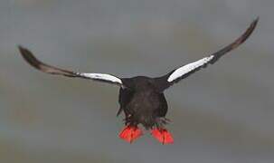 Black Guillemot