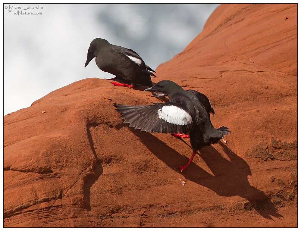 Guillemot à miroir