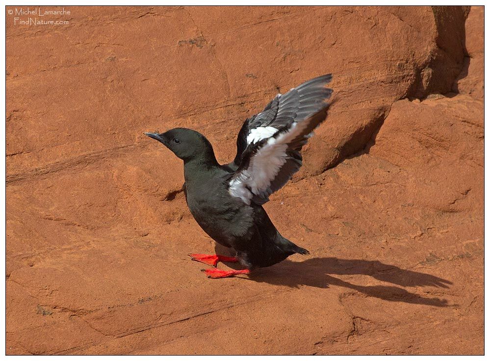 Guillemot à miroir