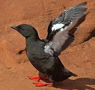 Black Guillemot