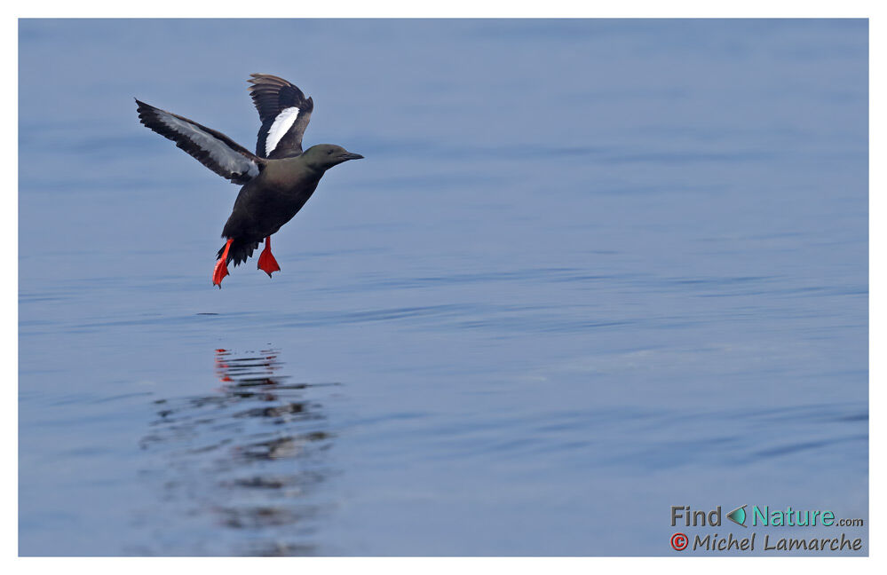 Guillemot à miroir