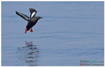 Guillemot à miroir