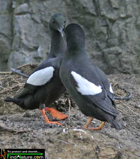 Guillemot à miroir