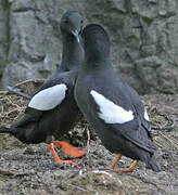 Black Guillemot