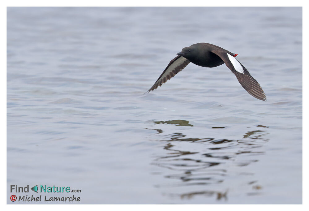 Guillemot à miroir