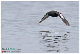 Guillemot à miroir