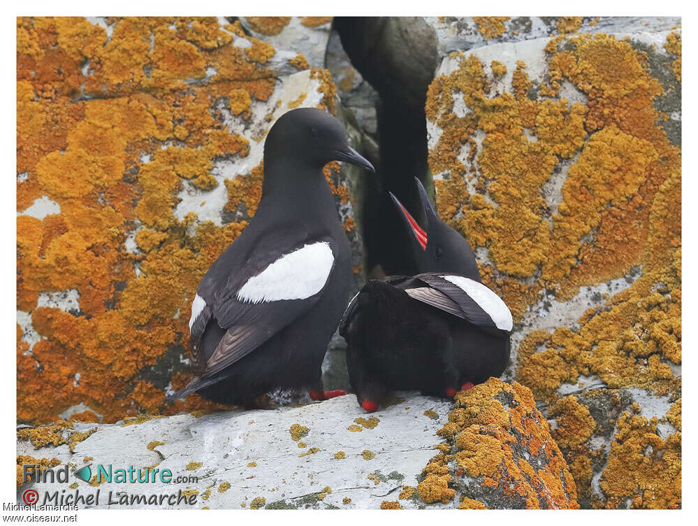 Guillemot à miroiradulte nuptial, parade