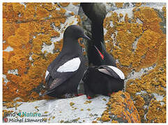 Black Guillemot