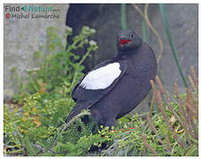 Guillemot à miroir