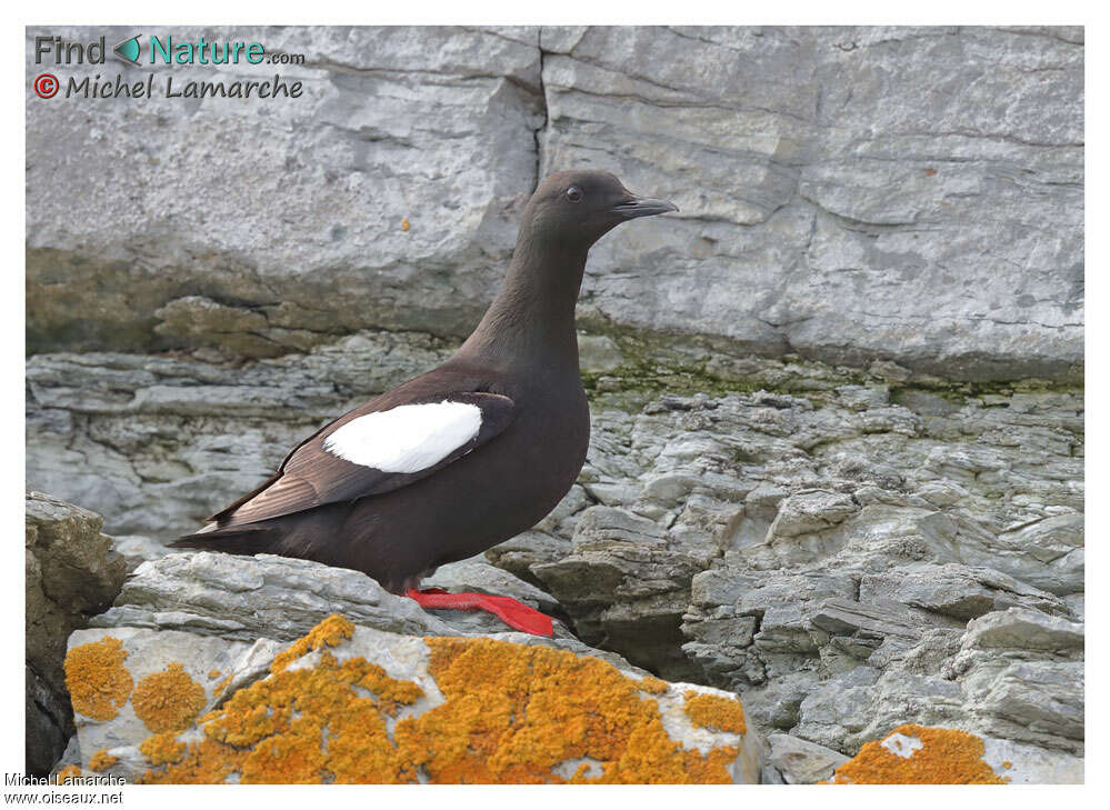 Guillemot à miroiradulte nuptial, identification