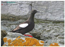 Guillemot à miroir